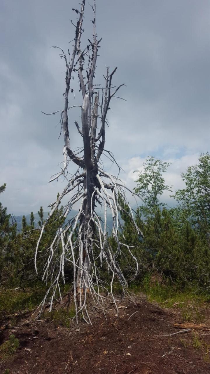 Hotel Garni Al Nardis Carisolo Εξωτερικό φωτογραφία